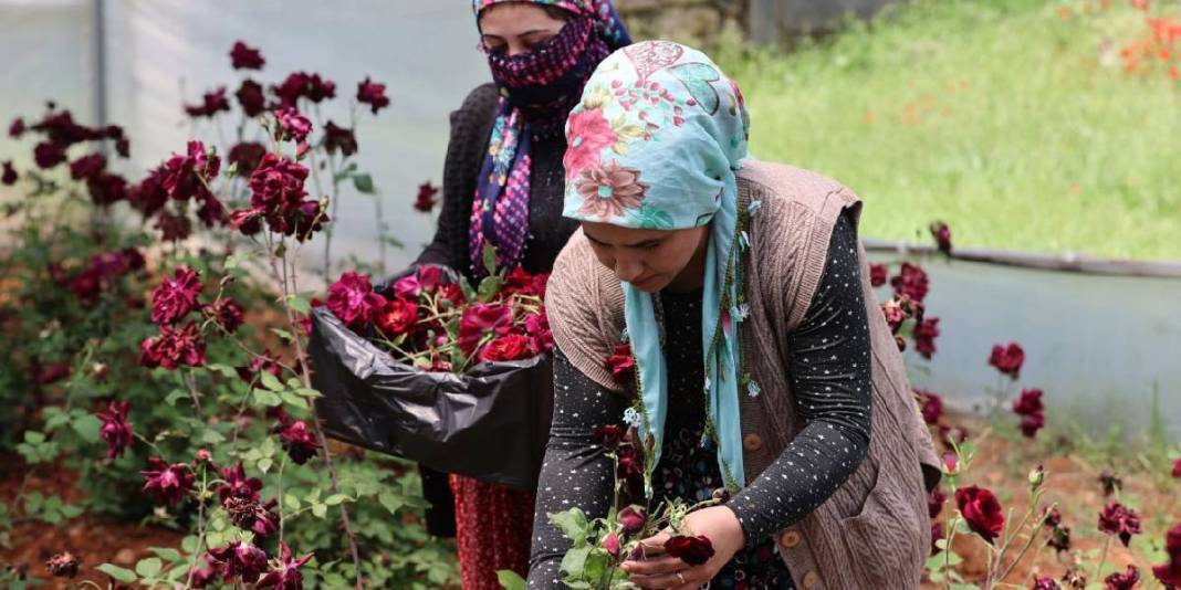 Yetiştiği toprağa sadık tek ürün! Tescilli ‘Karagülde’ hasat vakti 4